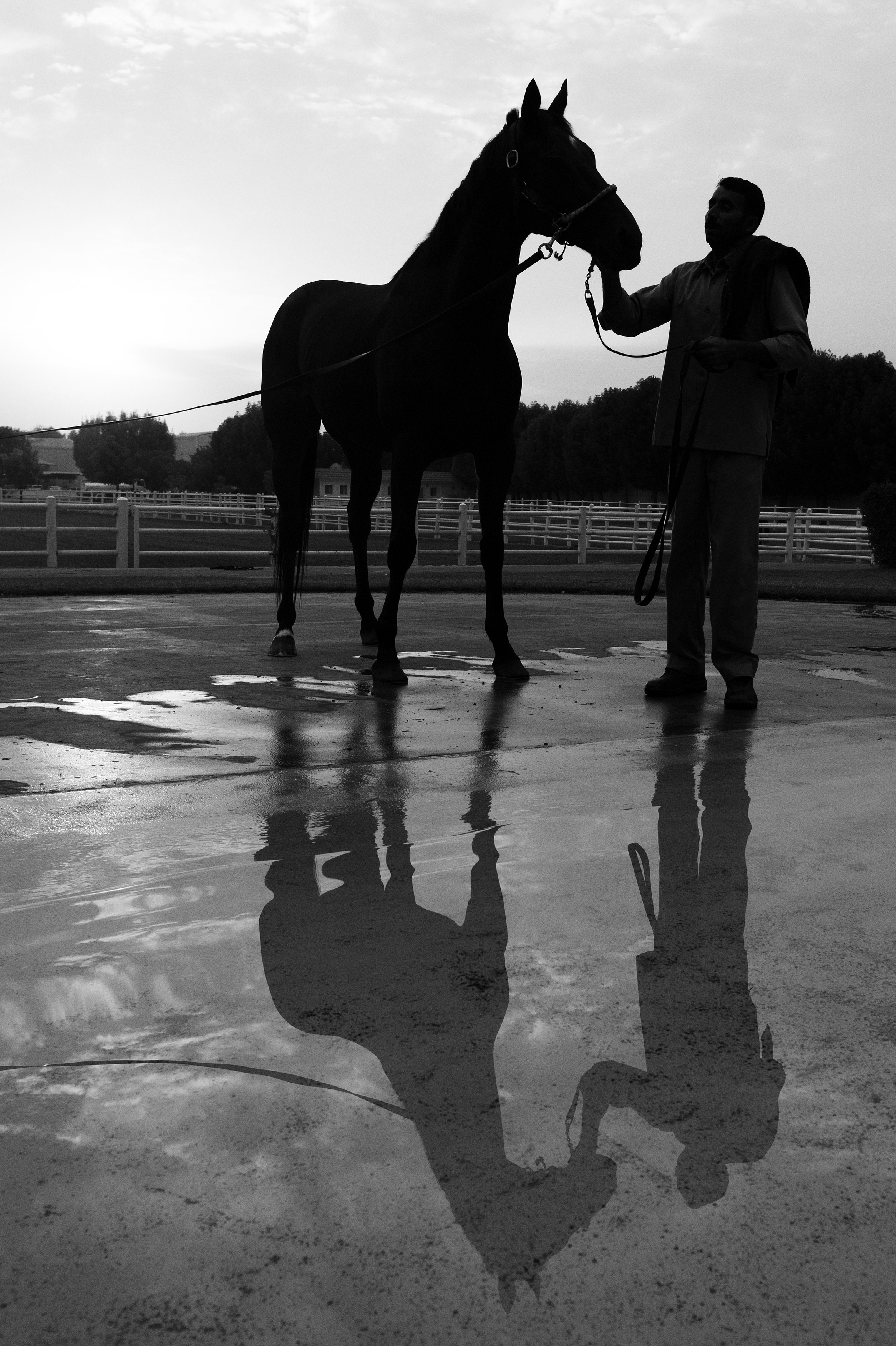 Dubaï.
Zabeel Racing Stables.
Zabeel Racing Stables as it is today was established in 1992. One of the most exclusive stables in the world, Zabeel allows guests by invite only, Zabeel is the blue print of UAE Racing. Today it is home to approximately 120 horses in training, including up and coming two-year-olds, horses rehabilitating from injuries, and several Dubai World Cup contenders.