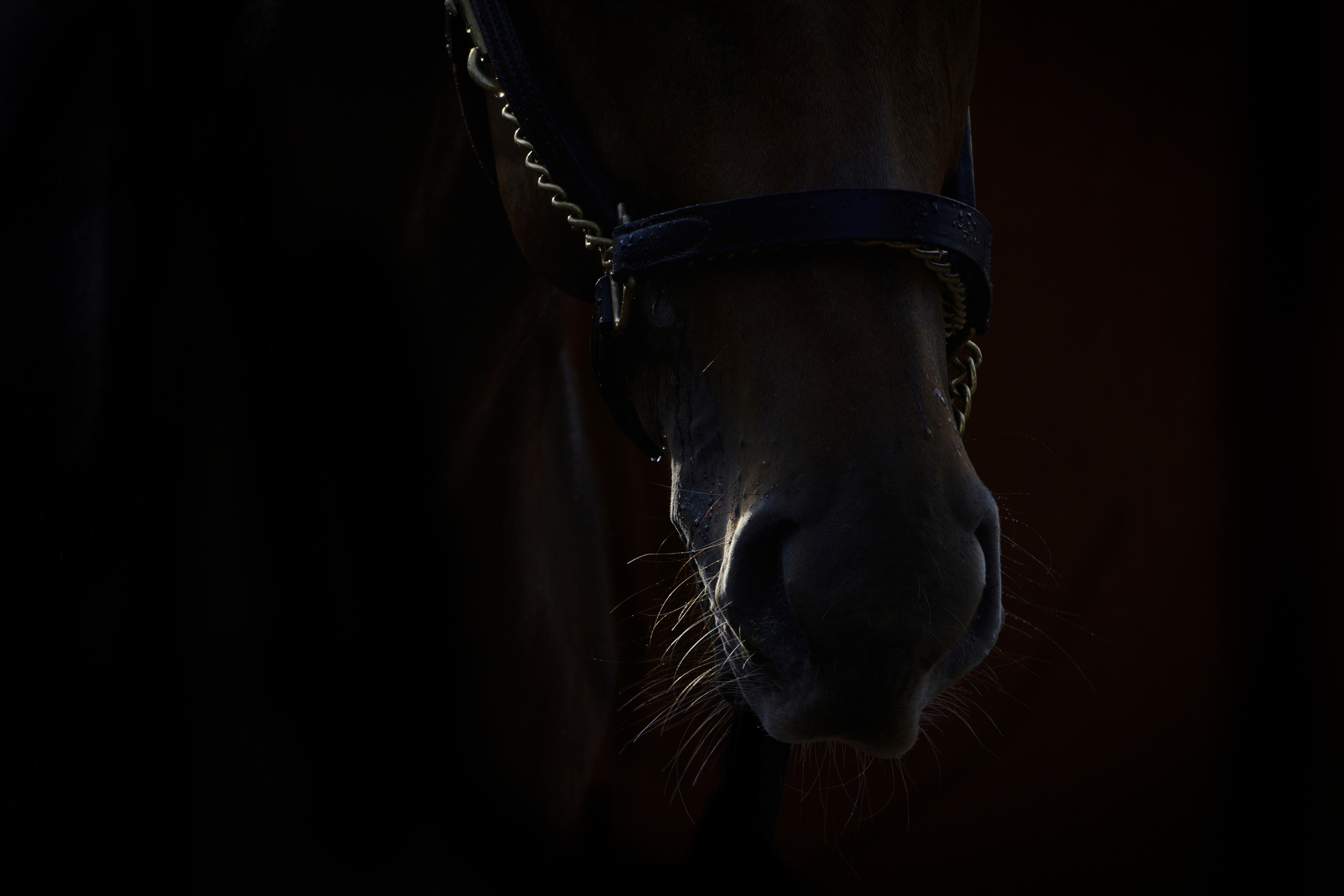 Dubaï.
Zabeel Racing Stables.
Zabeel Racing Stables as it is today was established in 1992. One of the most exclusive stables in the world, Zabeel allows guests by invite only, Zabeel is the blue print of UAE Racing. Today it is home to approximately 120 horses in training, including up and coming two-year-olds, horses rehabilitating from injuries, and several Dubai World Cup contenders.