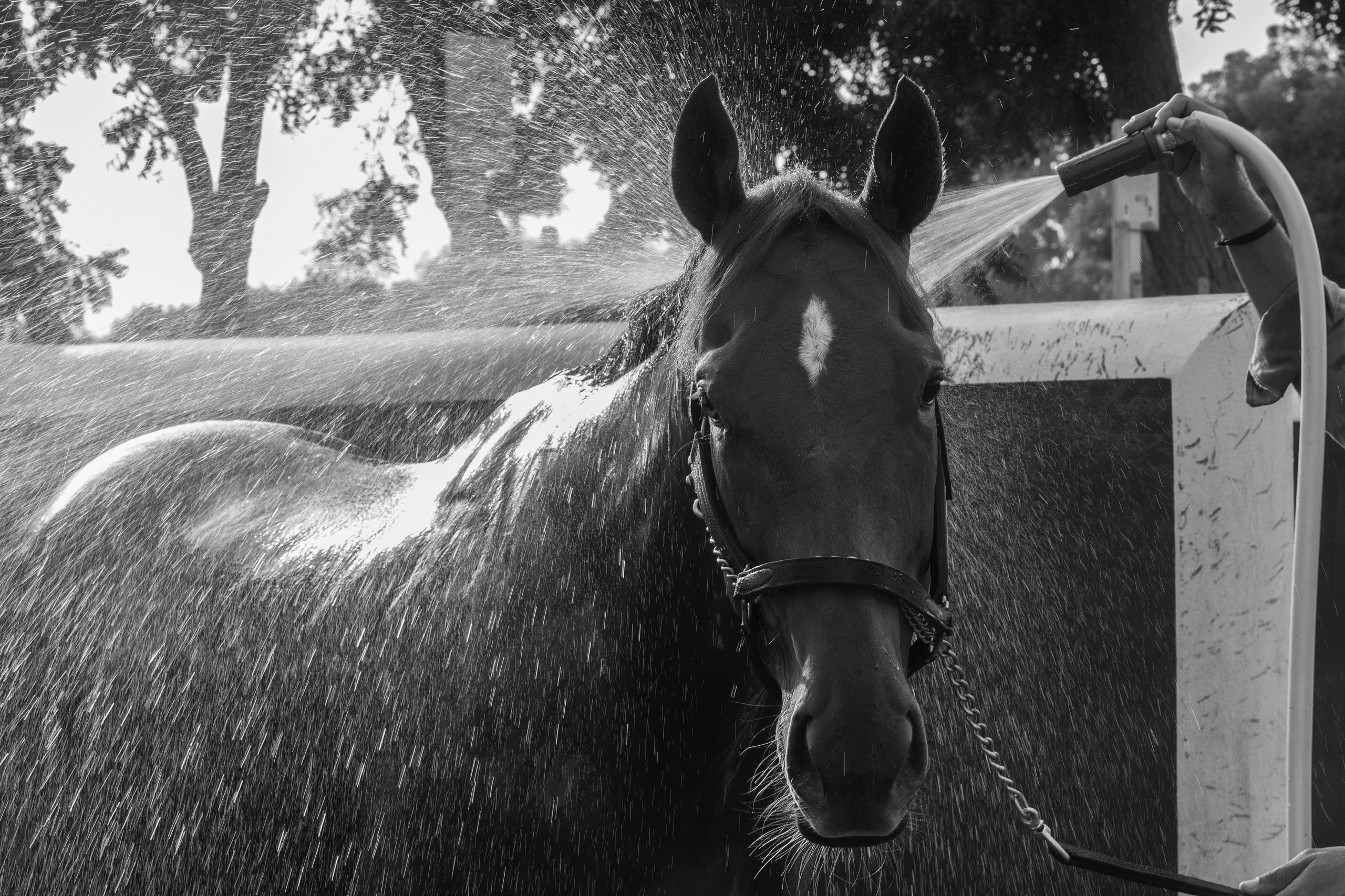 Dubaï.
Zabeel Racing Stables.
Zabeel Racing Stables as it is today was established in 1992. One of the most exclusive stables in the world, Zabeel allows guests by invite only, Zabeel is the blue print of UAE Racing. Today it is home to approximately 120 horses in training, including up and coming two-year-olds, horses rehabilitating from injuries, and several Dubai World Cup contenders.
