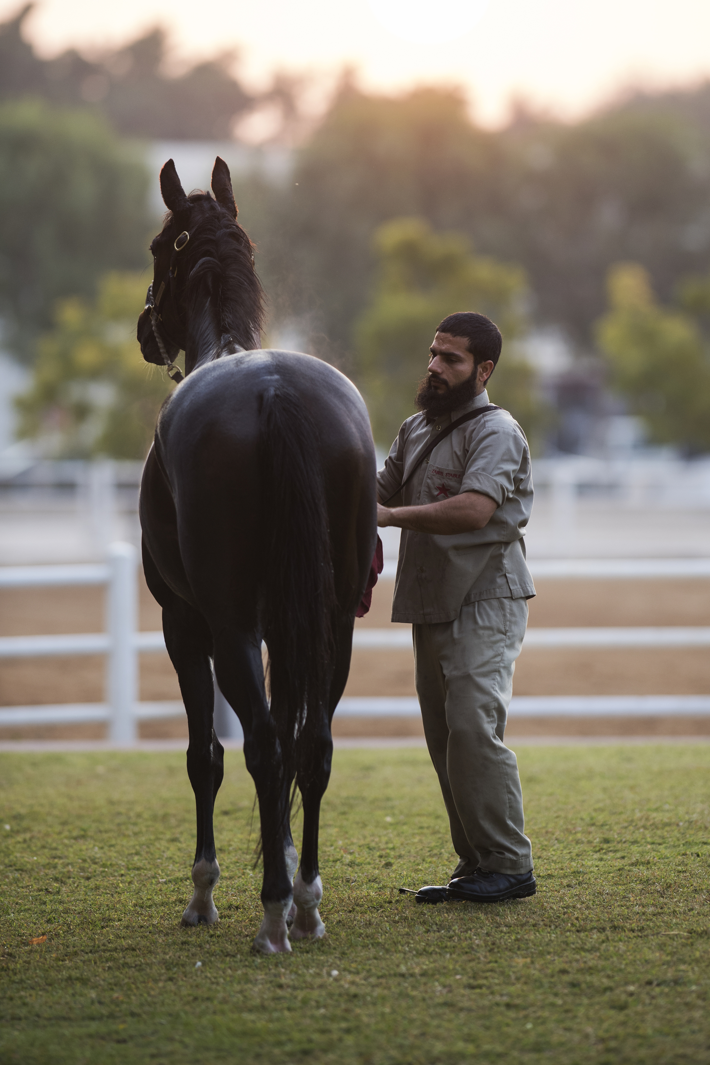 Dubaï.
Zabeel Racing Stables.
Zabeel Racing Stables as it is today was established in 1992. One of the most exclusive stables in the world, Zabeel allows guests by invite only, Zabeel is the blue print of UAE Racing. Today it is home to approximately 120 horses in training, including up and coming two-year-olds, horses rehabilitating from injuries, and several Dubai World Cup contenders.