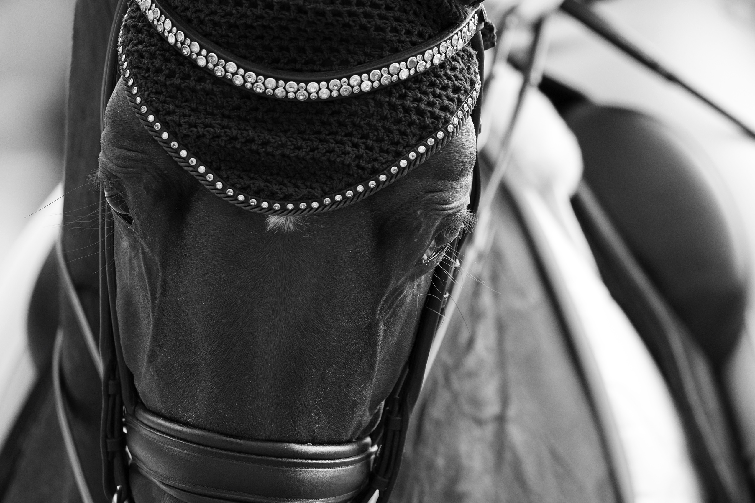 European Championships Dressage.
FEI Grand Prix Freestyle