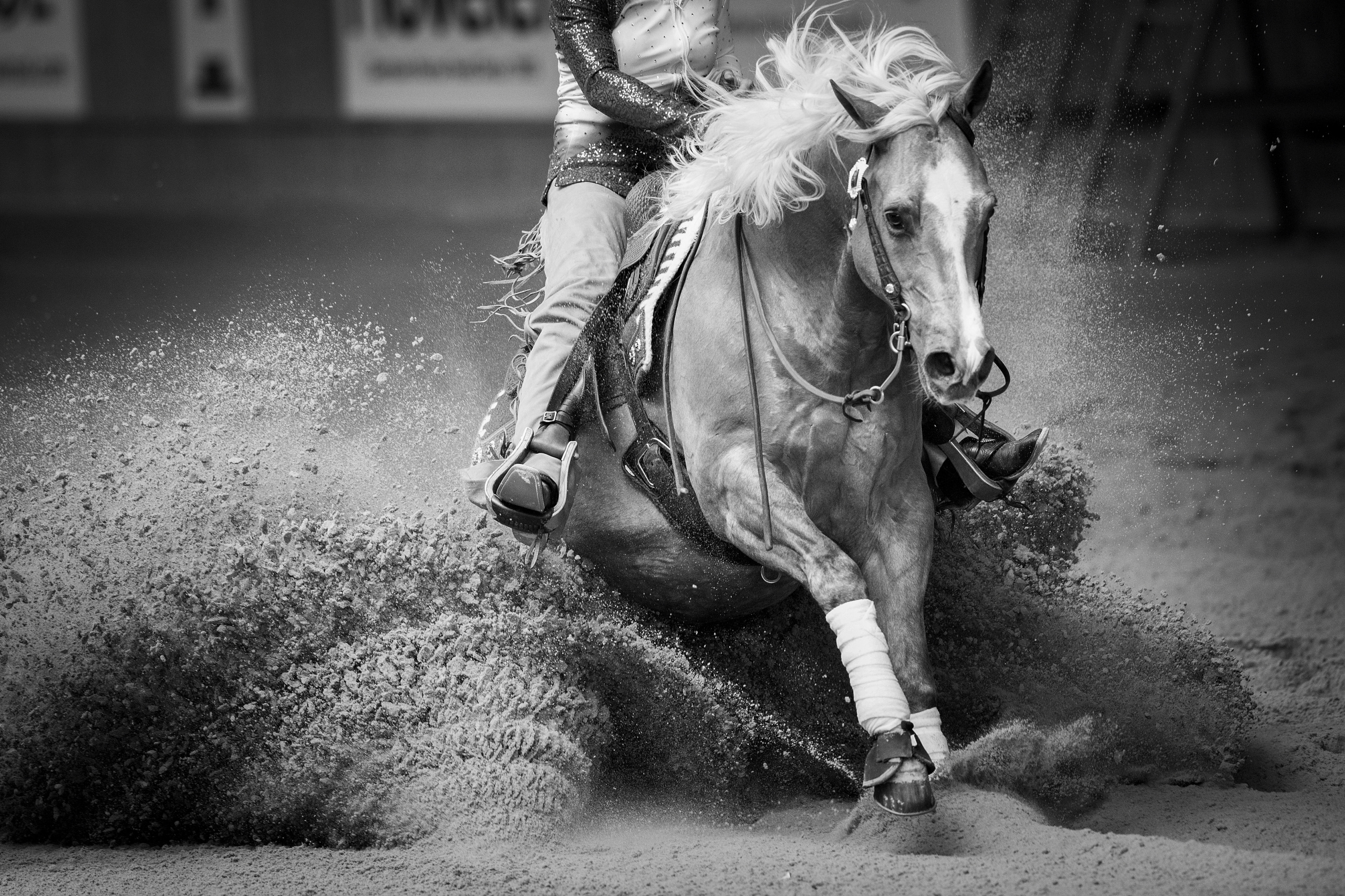 SVAG FEI European Reining Senior Rider Individual Final Competition.