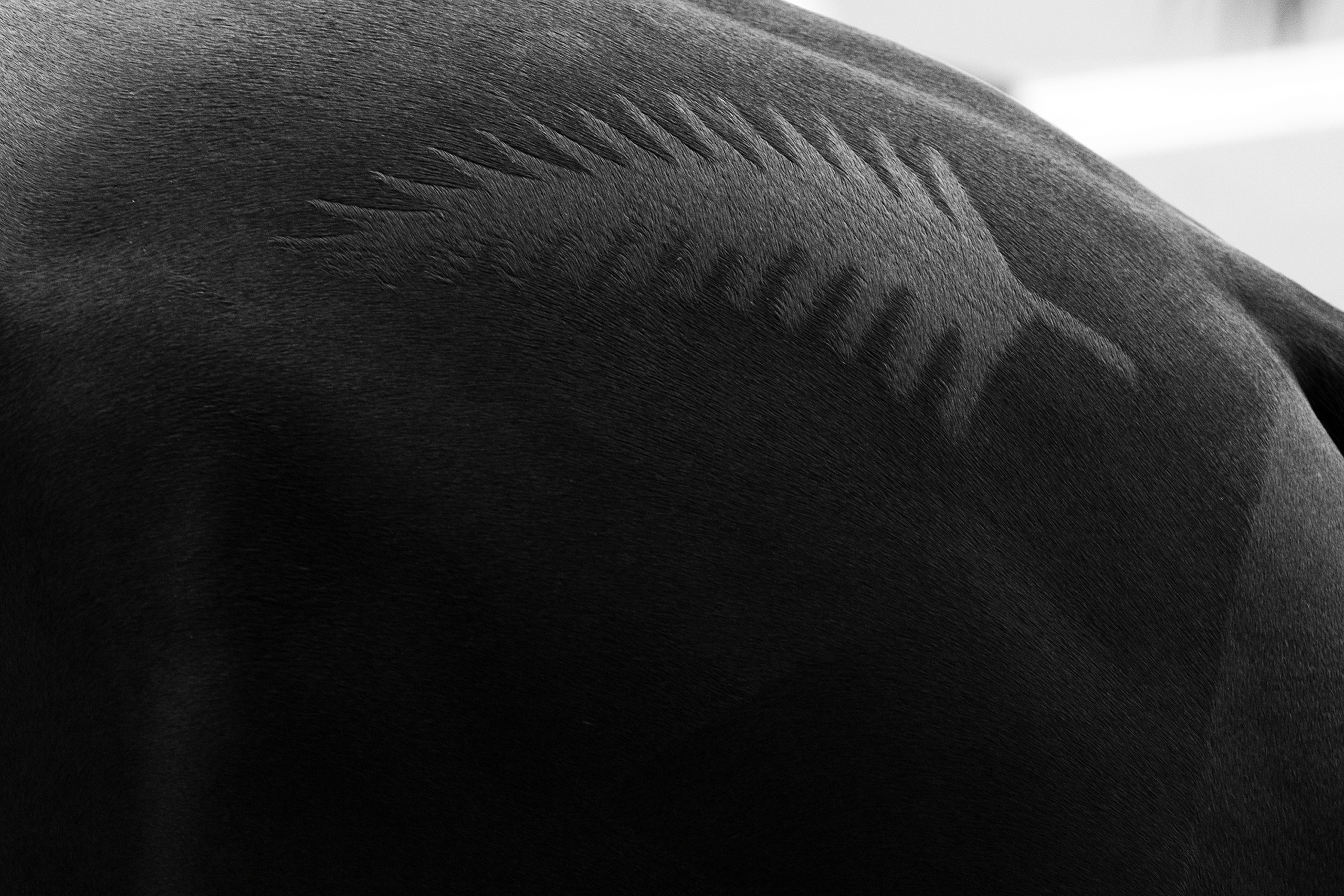 EQUESTRIAN
Campaign realized for the International Federation for Equestrian Sports FEI.
OLYMPIC GAMES RIO 2006
NZL TODD Mark Horse LEONIDAS II