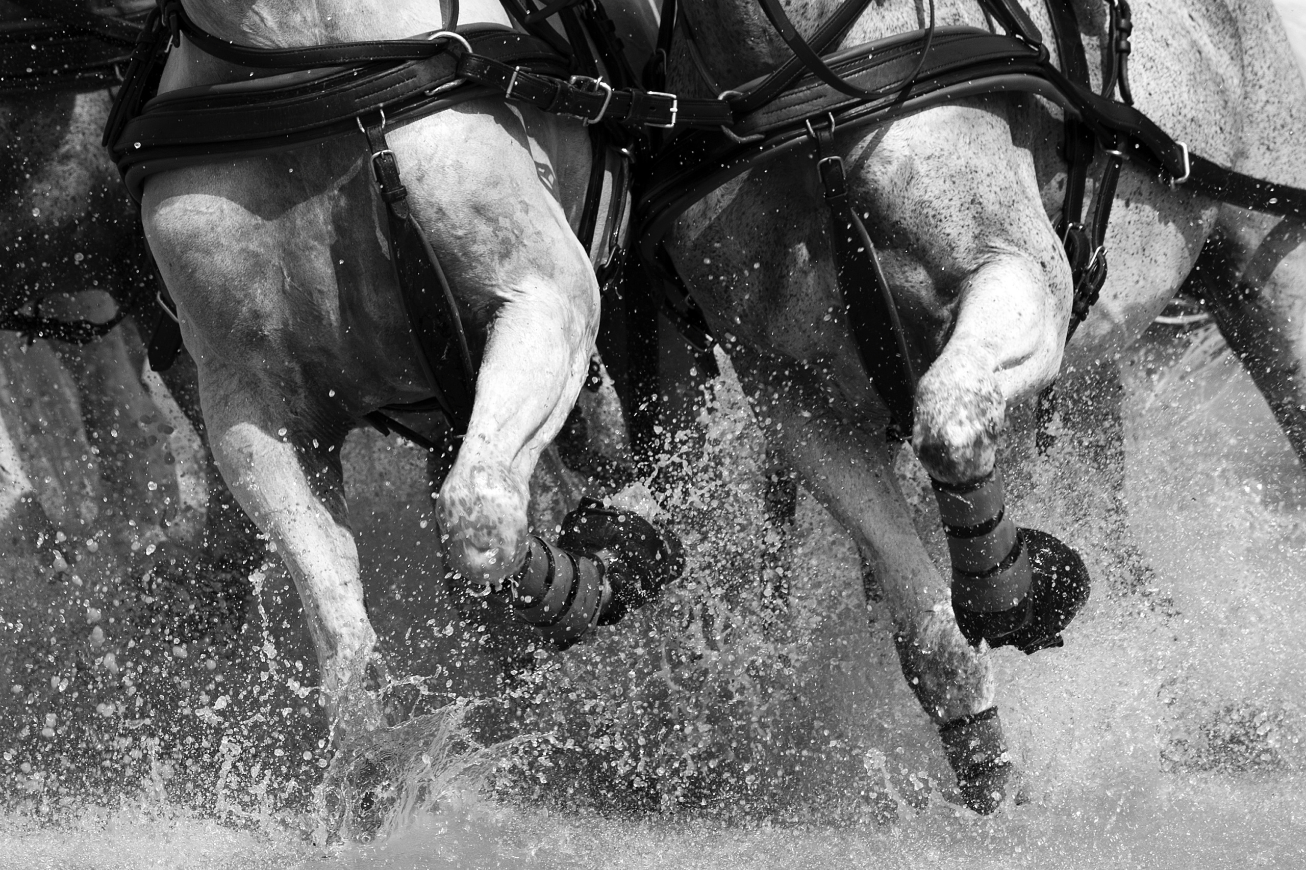 FEI EUROPEAN CHAMPIONSHIPS Aachen 2015.
MARATHON DRIVING COMPETTITION.
Close up