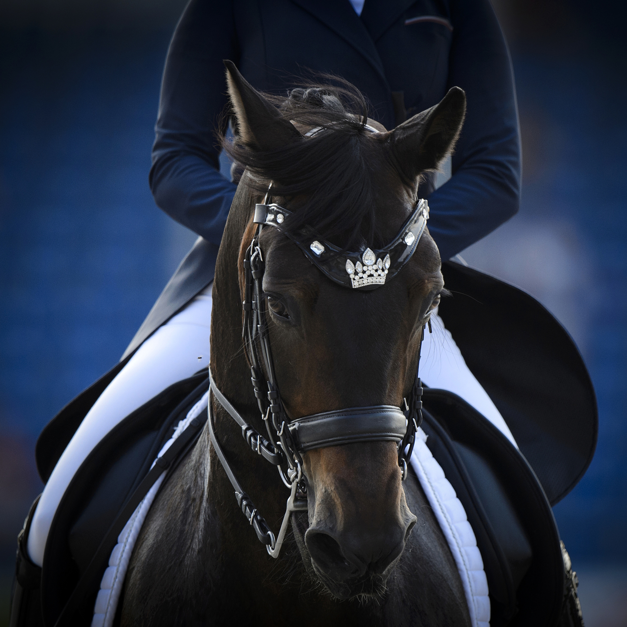 FEI EUROPEAN CHAMPIONSHIPS Aachen 2015.
Team Final and Individual Qualifier Dressage
Rider. Inessa MERKULOVA
HORSE. Mister X