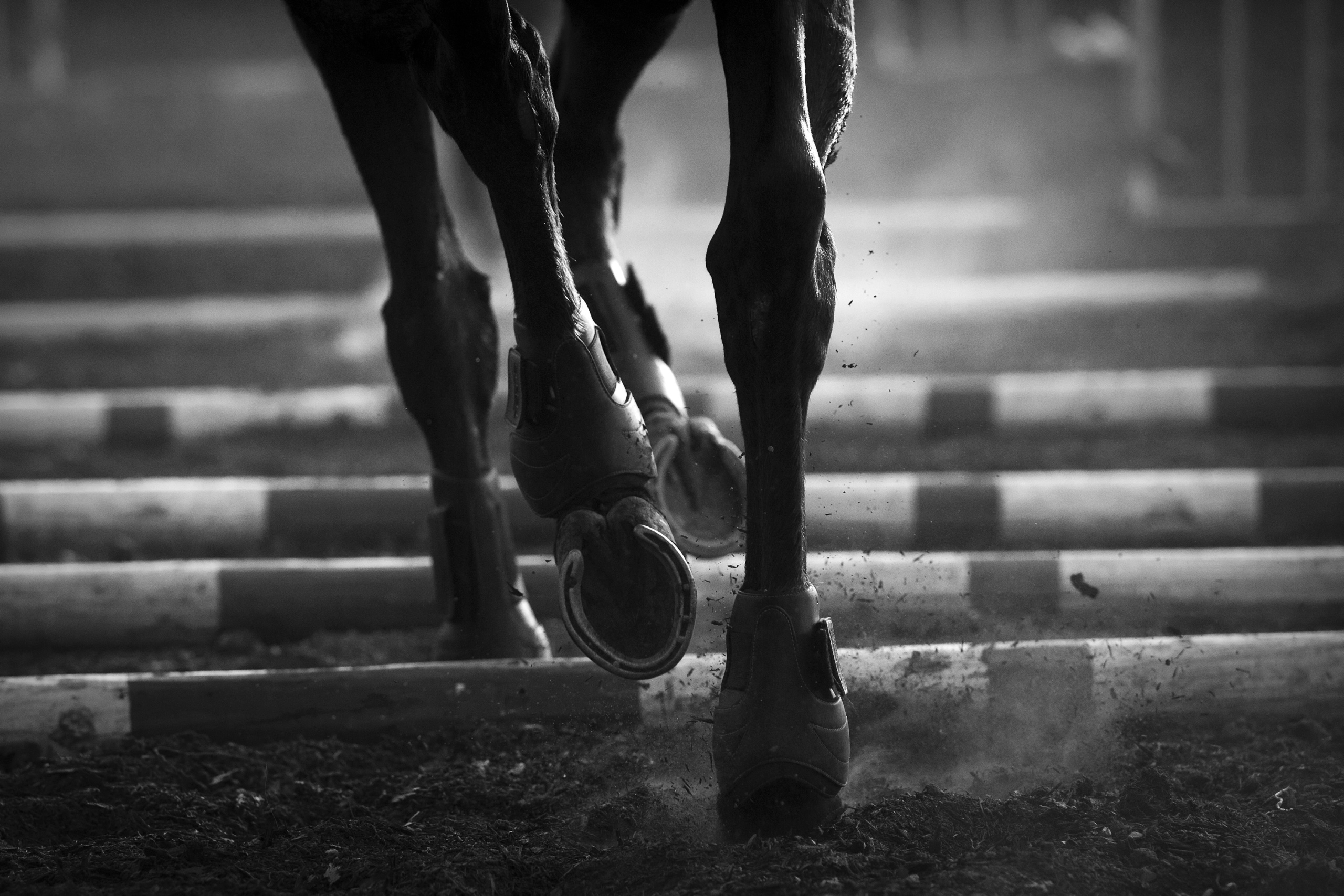 EQUESTRIAN
Campaign realized for the International Federation for Equestrian Sports FEI.
FEI Solidarity Program.
Kiara farms Zambia