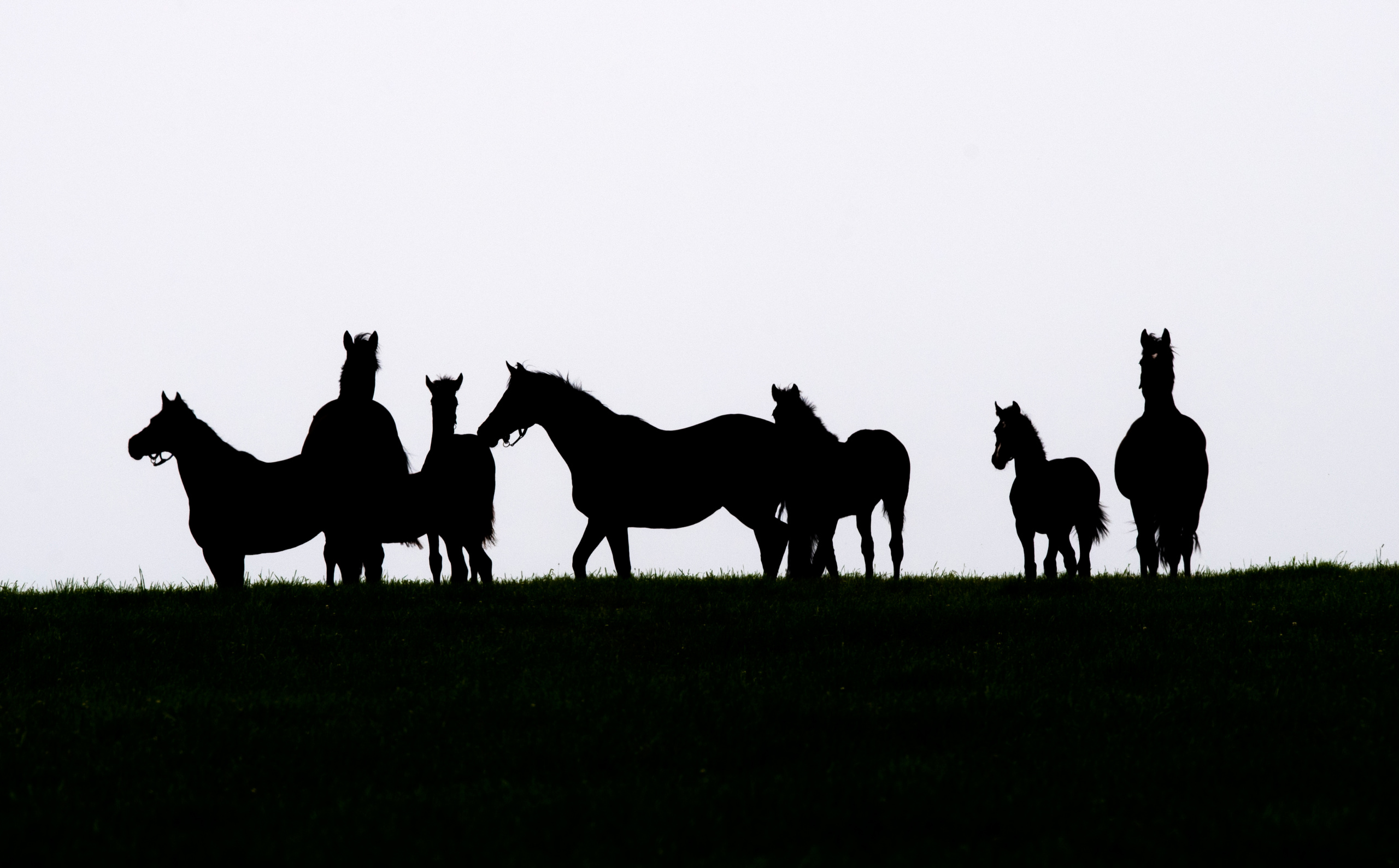 Picture taken for Godolphin.
Godolphin, sponsored by Emirates, is the Maktoum family's private thoroughbred horseracing stable and was named in honour of the Godolphin Arabian, who came from the desert to become one of the tree founding stallions of the modern thoroughbred . Godolphin's headquarters are in Dubai. It operates two racing stables in Newmarket, UK, two in Sydney one in Melbourne, Australia and also has horses in training with independent trainers in Great Britain, Australia , France, Japan, USA and Ireland. UAE Vice President, Prime Minister and Ruler of Dubai, H.H Sheikh Mohammed Bin Rashid Al Maktoum is the driving force behind Godolphin.