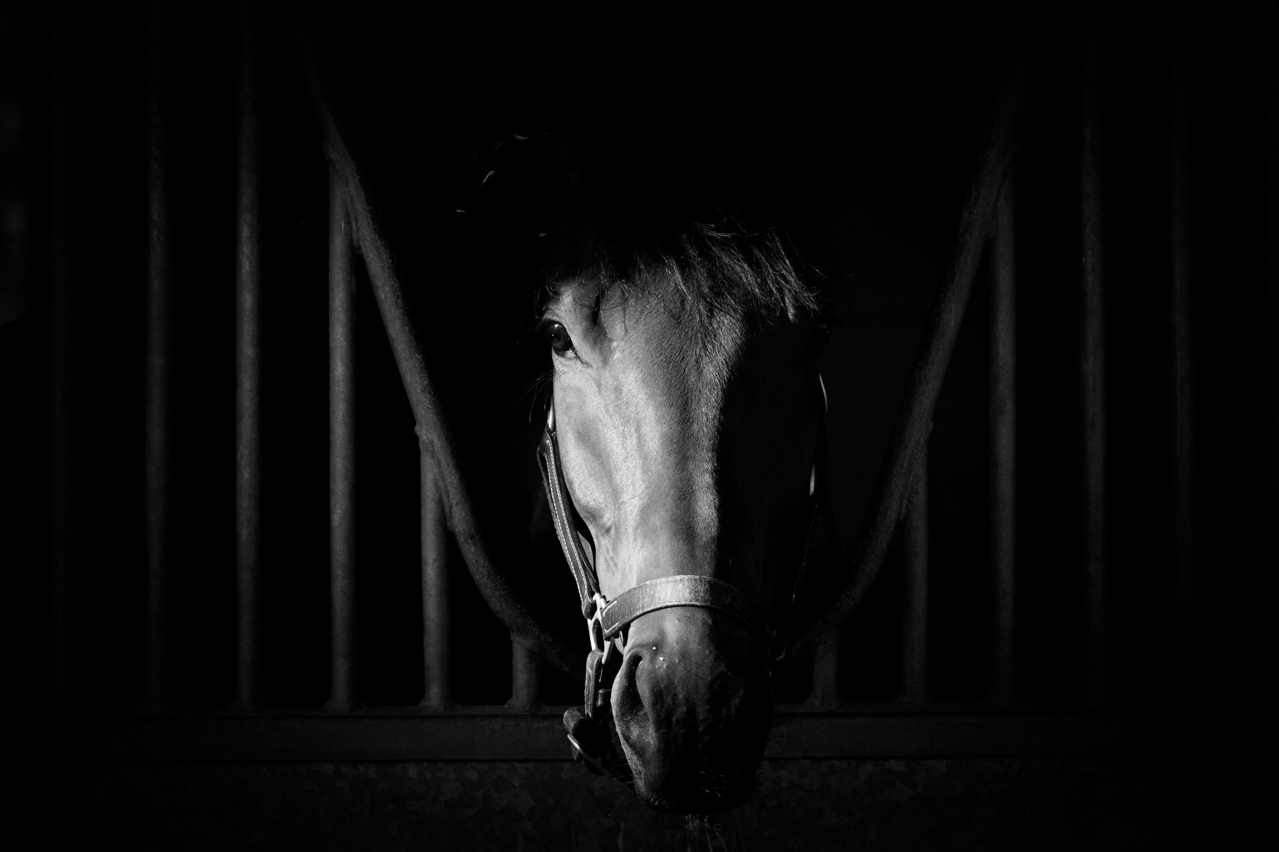 Picture taken for Godolphin.
Godolphin, sponsored by Emirates, is the Maktoum family's private thoroughbred horseracing stable and was named in honour of the Godolphin Arabian, who came from the desert to become one of the tree founding stallions of the modern thoroughbred . Godolphin's headquarters are in Dubai. It operates two racing stables in Newmarket, UK, two in Sydney one in Melbourne, Australia and also has horses in training with independent trainers in Great Britain, Australia , France, Japan, USA and Ireland. UAE Vice President, Prime Minister and Ruler of Dubai, H.H Sheikh Mohammed Bin Rashid Al Maktoum is the driving force behind Godolphin.