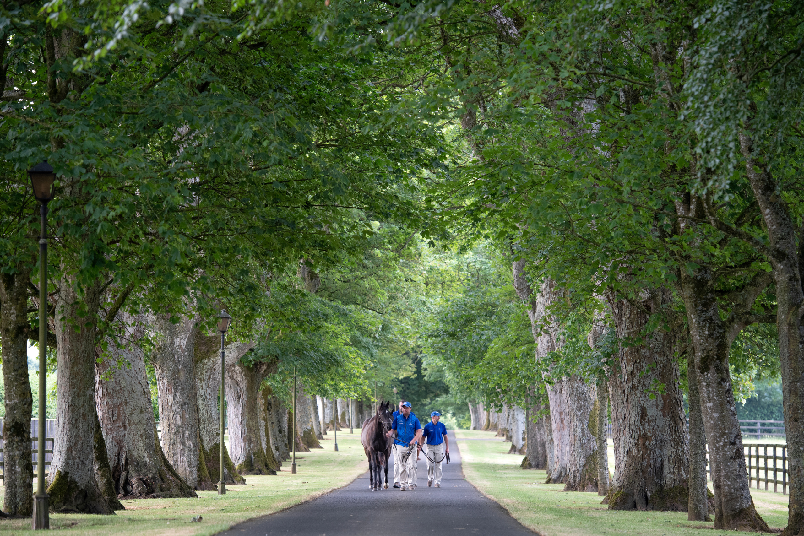 Picture taken for Godolphin.
Godolphin, sponsored by Emirates, is the Maktoum family's private thoroughbred horseracing stable and was named in honour of the Godolphin Arabian, who came from the desert to become one of the tree founding stallions of the modern thoroughbred . Godolphin's headquarters are in Dubai. It operates two racing stables in Newmarket, UK, two in Sydney one in Melbourne, Australia and also has horses in training with independent trainers in Great Britain, Australia , France, Japan, USA and Ireland. UAE Vice President, Prime Minister and Ruler of Dubai, H.H Sheikh Mohammed Bin Rashid Al Maktoum is the driving force behind Godolphin.