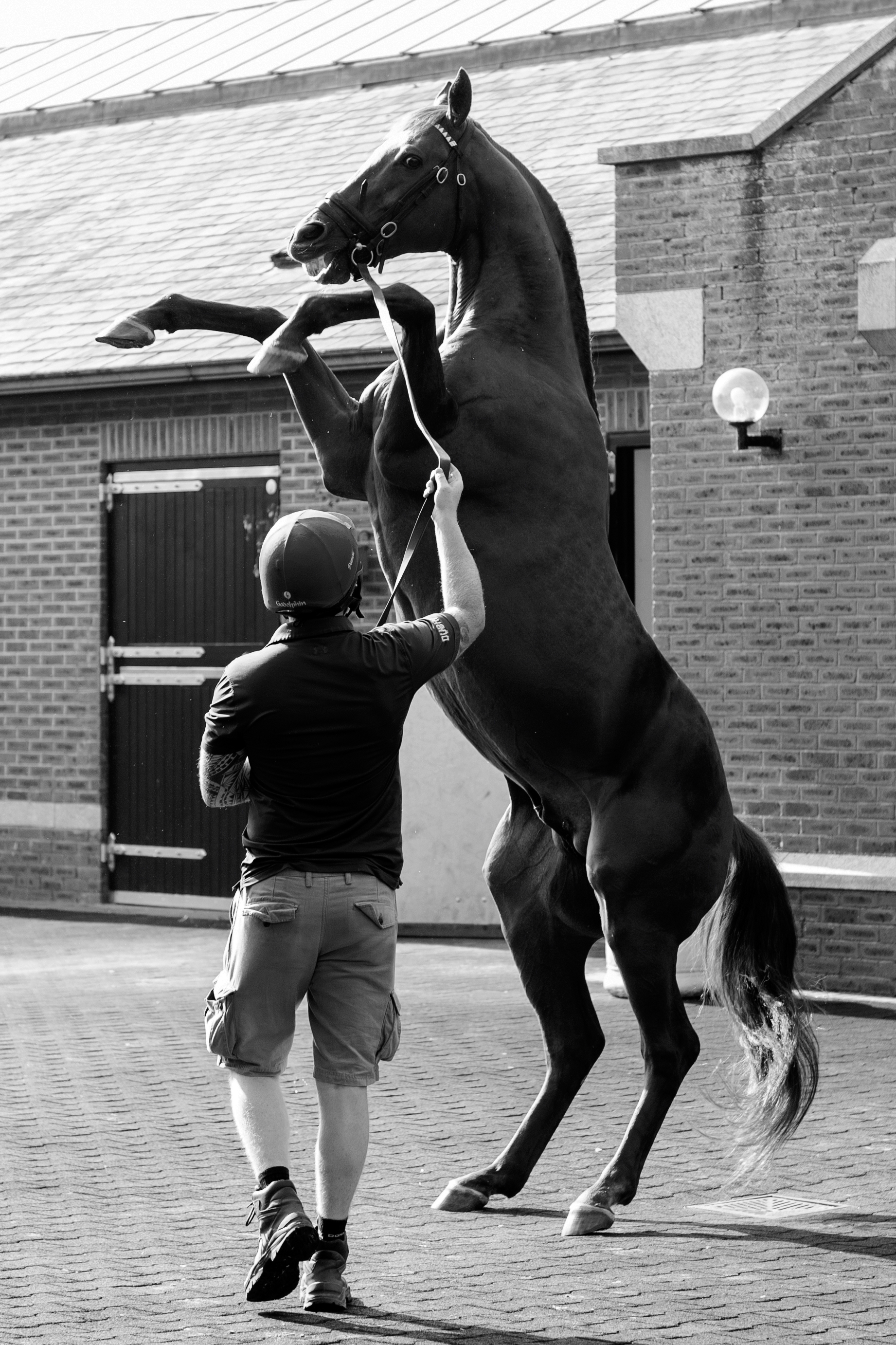 Picture taken for Godolphin.
Godolphin, sponsored by Emirates, is the Maktoum family's private thoroughbred horseracing stable and was named in honour of the Godolphin Arabian, who came from the desert to become one of the tree founding stallions of the modern thoroughbred . Godolphin's headquarters are in Dubai. It operates two racing stables in Newmarket, UK, two in Sydney one in Melbourne, Australia and also has horses in training with independent trainers in Great Britain, Australia , France, Japan, USA and Ireland. UAE Vice President, Prime Minister and Ruler of Dubai, H.H Sheikh Mohammed Bin Rashid Al Maktoum is the driving force behind Godolphin.