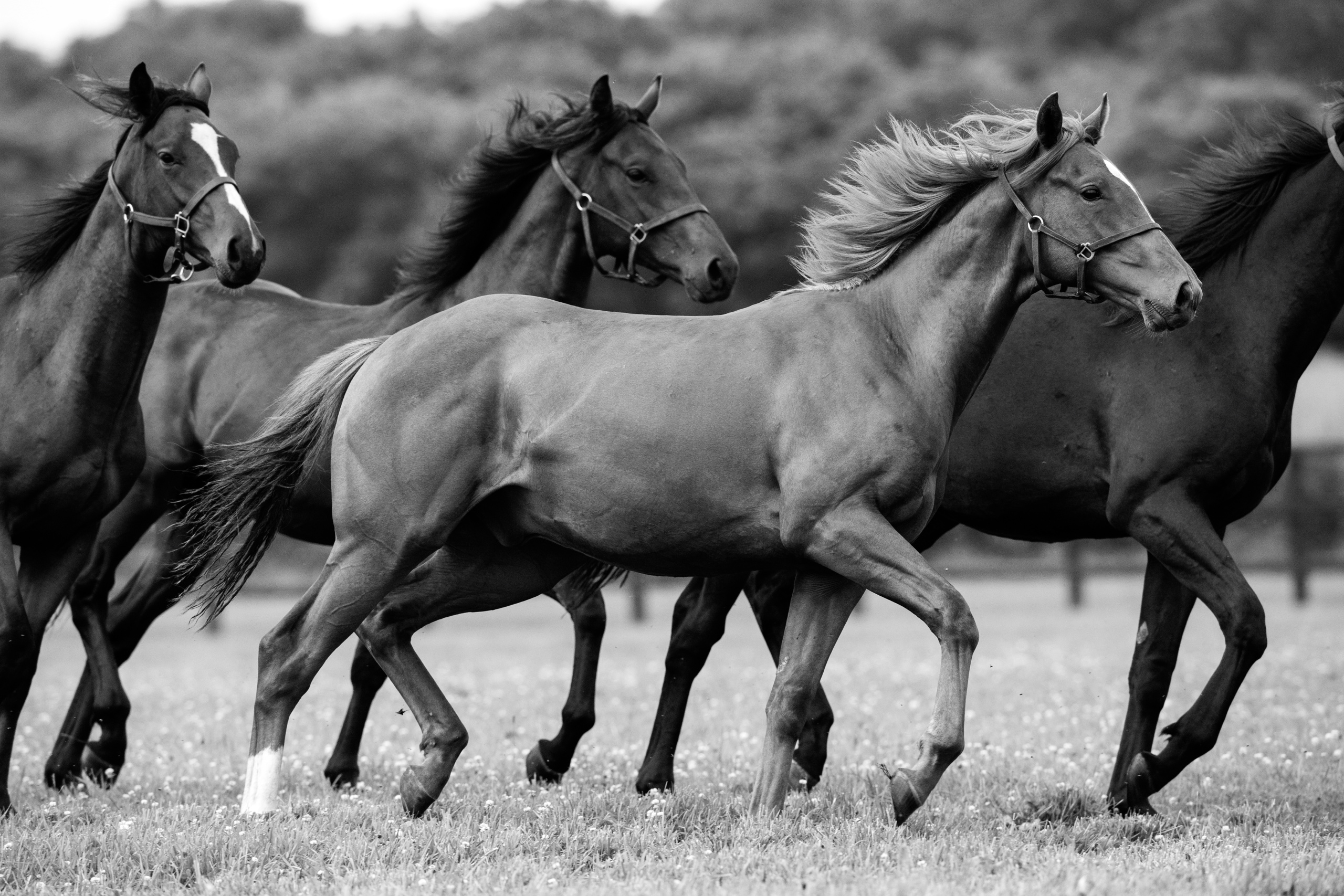 Picture taken for Godolphin.
Godolphin, sponsored by Emirates, is the Maktoum family's private thoroughbred horseracing stable and was named in honour of the Godolphin Arabian, who came from the desert to become one of the tree founding stallions of the modern thoroughbred . Godolphin's headquarters are in Dubai. It operates two racing stables in Newmarket, UK, two in Sydney one in Melbourne, Australia and also has horses in training with independent trainers in Great Britain, Australia , France, Japan, USA and Ireland. UAE Vice President, Prime Minister and Ruler of Dubai, H.H Sheikh Mohammed Bin Rashid Al Maktoum is the driving force behind Godolphin.