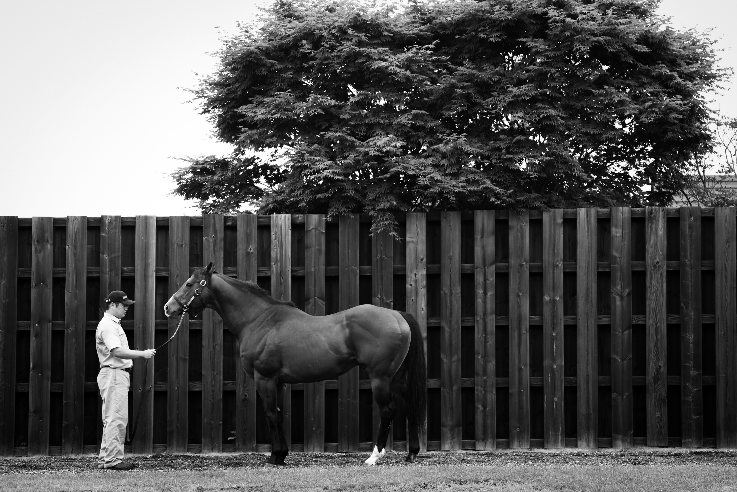 Picture taken for Godolphin.
Godolphin, sponsored by Emirates, is the Maktoum family's private thoroughbred horseracing stable and was named in honour of the Godolphin Arabian, who came from the desert to become one of the tree founding stallions of the modern thoroughbred . Godolphin's headquarters are in Dubai. It operates two racing stables in Newmarket, UK, two in Sydney one in Melbourne, Australia and also has horses in training with independent trainers in Great Britain, Australia , France, Japan, USA and Ireland. UAE Vice President, Prime Minister and Ruler of Dubai, H.H Sheikh Mohammed Bin Rashid Al Maktoum is the driving force behind Godolphin.