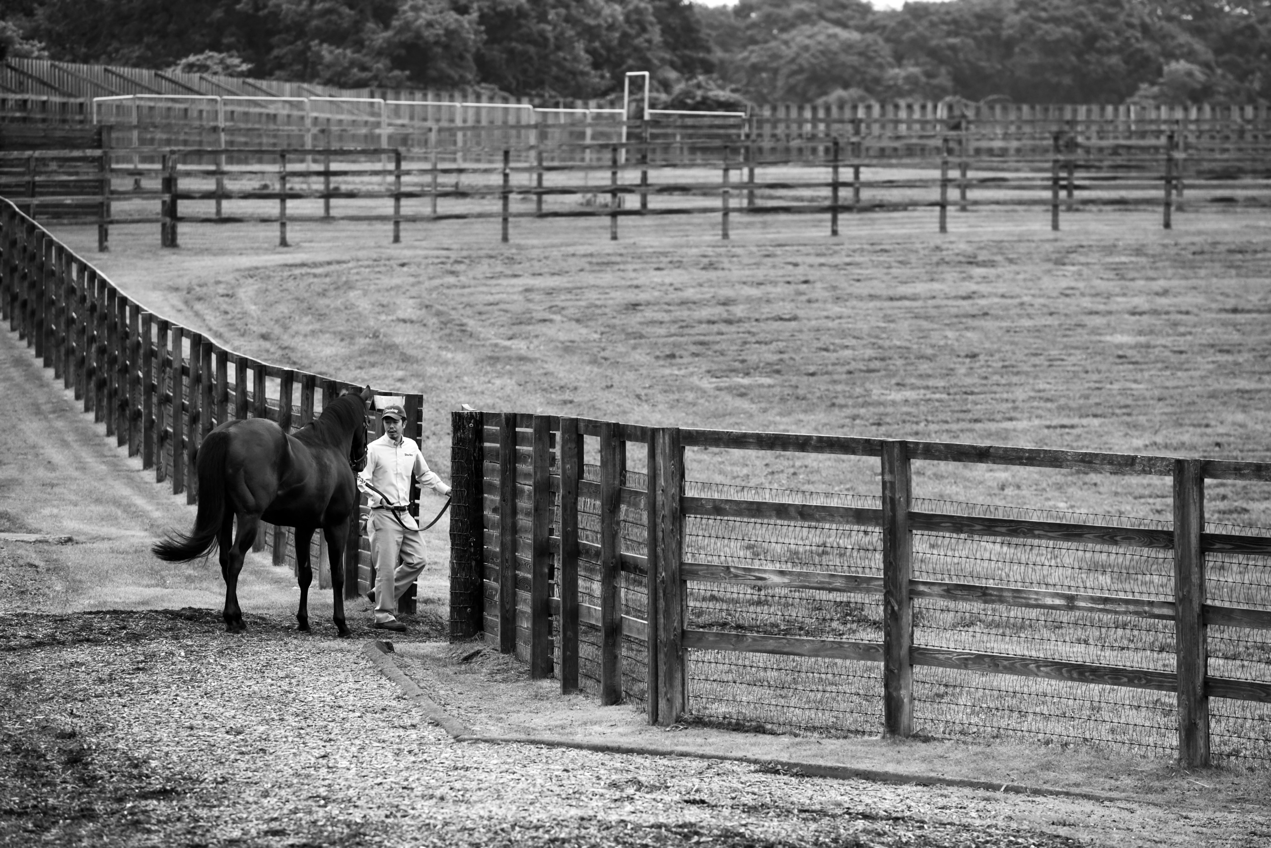 Picture taken for Godolphin.
Godolphin, sponsored by Emirates, is the Maktoum family's private thoroughbred horseracing stable and was named in honour of the Godolphin Arabian, who came from the desert to become one of the tree founding stallions of the modern thoroughbred . Godolphin's headquarters are in Dubai. It operates two racing stables in Newmarket, UK, two in Sydney one in Melbourne, Australia and also has horses in training with independent trainers in Great Britain, Australia , France, Japan, USA and Ireland. UAE Vice President, Prime Minister and Ruler of Dubai, H.H Sheikh Mohammed Bin Rashid Al Maktoum is the driving force behind Godolphin.