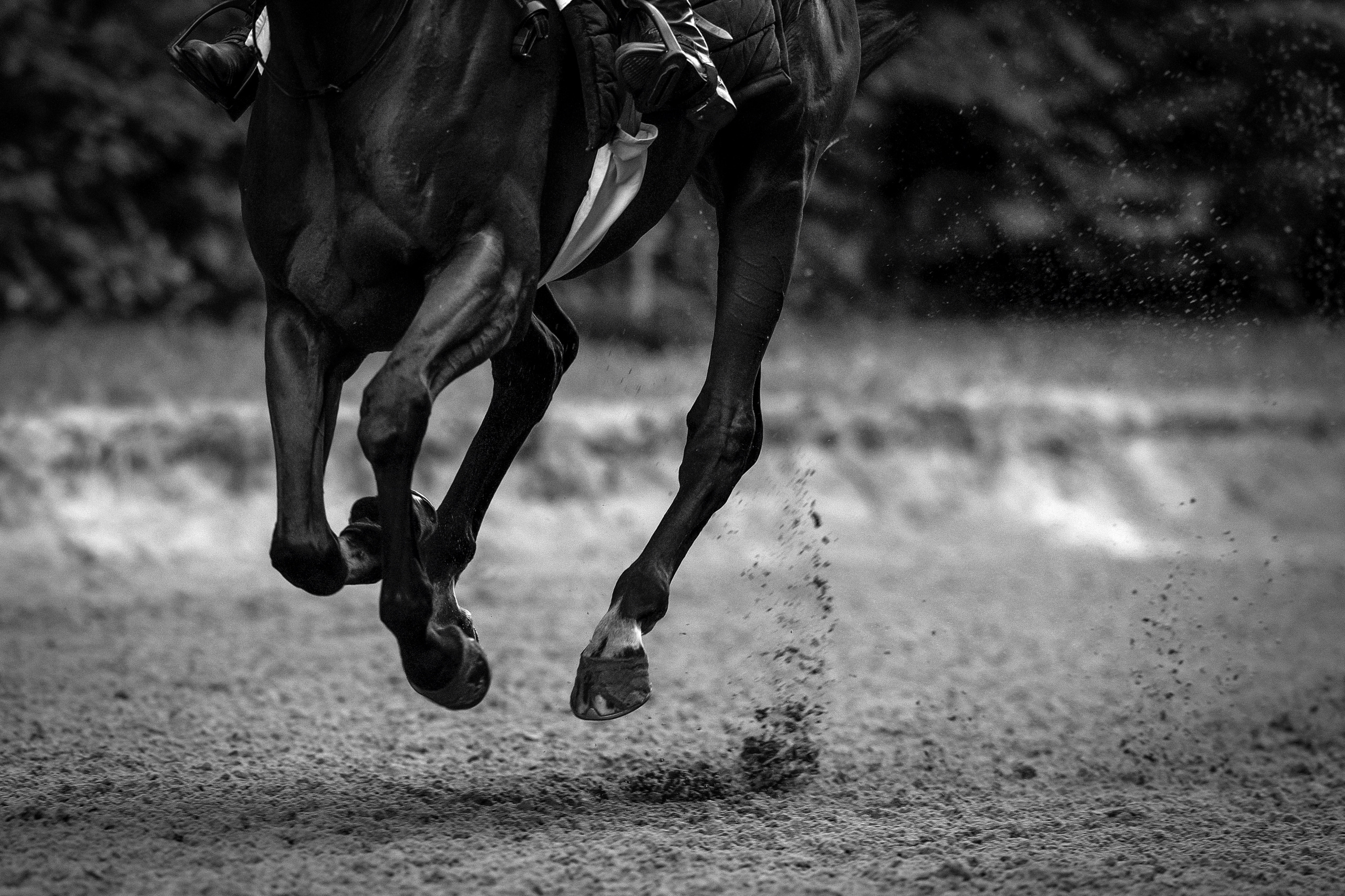 Picture taken for Godolphin.
Godolphin, sponsored by Emirates, is the Maktoum family's private thoroughbred horseracing stable and was named in honour of the Godolphin Arabian, who came from the desert to become one of the tree founding stallions of the modern thoroughbred . Godolphin's headquarters are in Dubai. It operates two racing stables in Newmarket, UK, two in Sydney one in Melbourne, Australia and also has horses in training with independent trainers in Great Britain, Australia , France, Japan, USA and Ireland. UAE Vice President, Prime Minister and Ruler of Dubai, H.H Sheikh Mohammed Bin Rashid Al Maktoum is the driving force behind Godolphin.