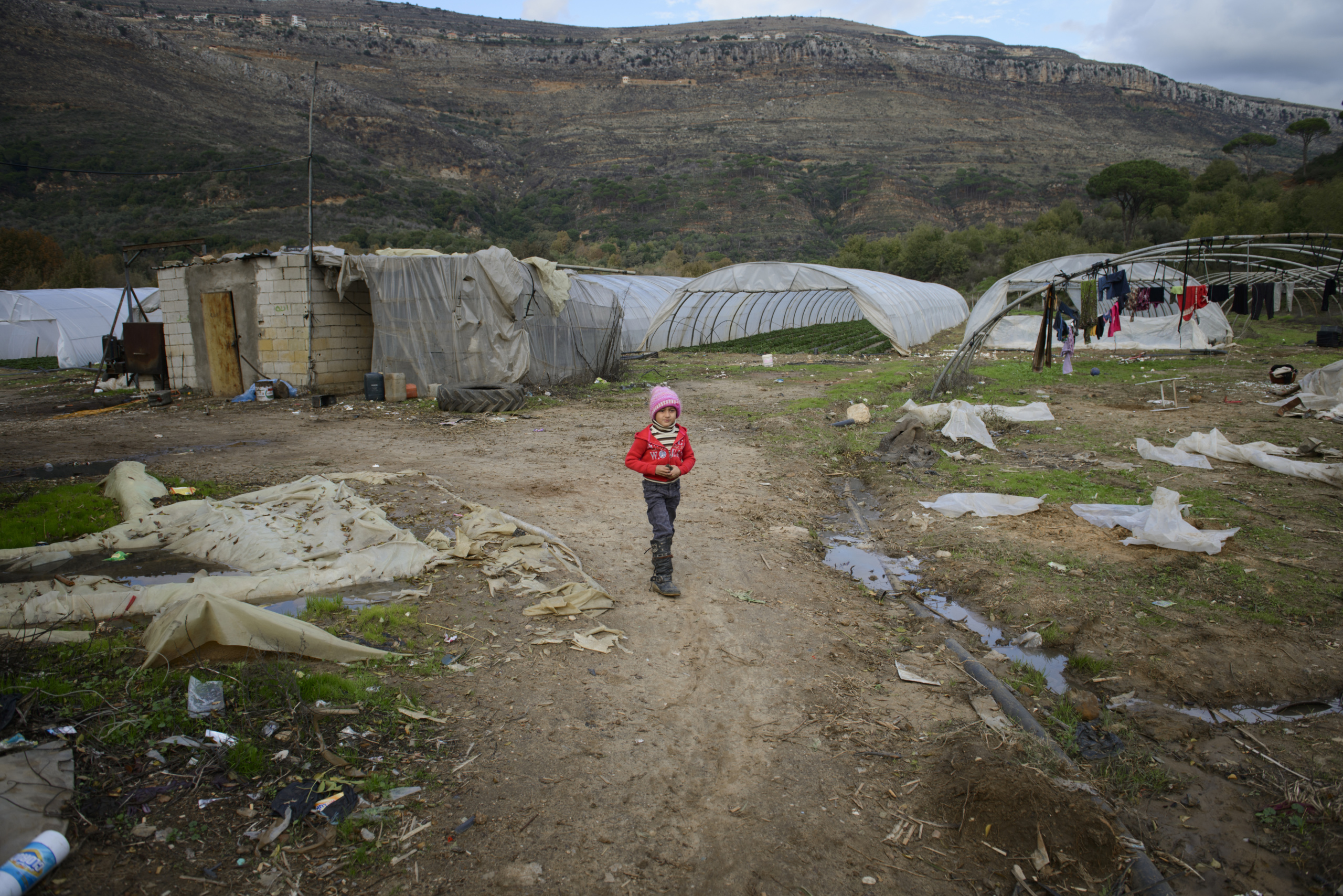 Lebanon.
Inside a farm in Lebanon.
Syrian refugee children forced to work to support families in Lebanon.
All the youngsters here, aged between seven and 20, are from Syria and earn about $4 a day for 10 hours.
