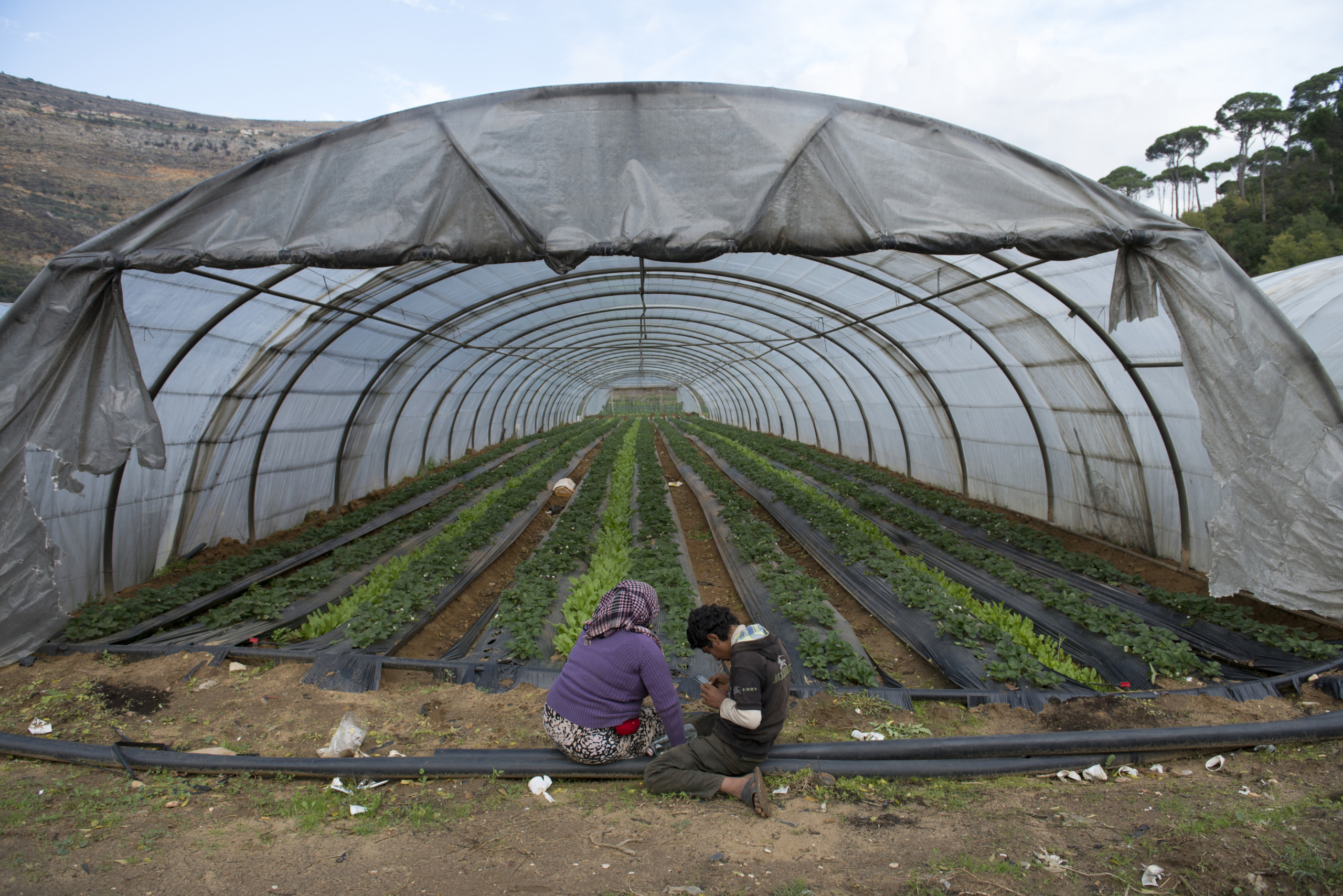 Lebanon.
Inside a farm in Lebanon.
Syrian refugee children forced to work to support families in Lebanon.
All the youngsters here, aged between seven and 20, are from Syria and earn about $4 a day for 10 hours.