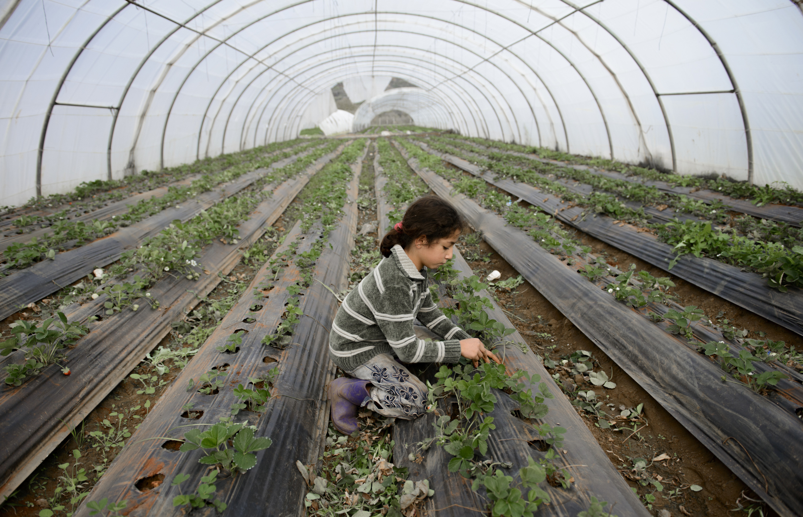 Lebanon.
Inside a farm in Lebanon.
Syrian refugee children forced to work to support families in Lebanon.
All the youngsters here, aged between seven and 20, are from Syria and earn about $4 a day for 10 hours.
