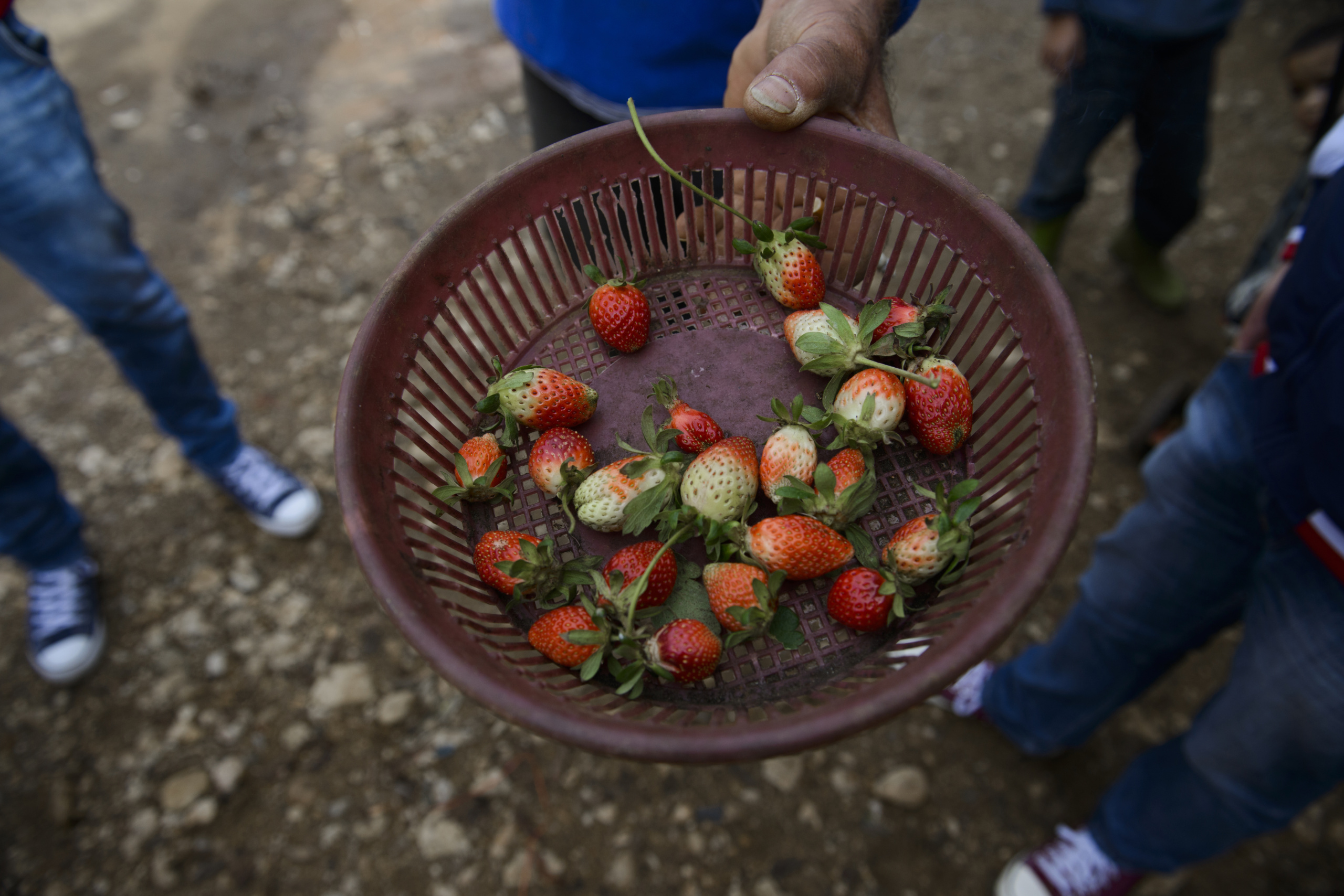 Lebanon.
Inside a farm in Lebanon.
Syrian refugee children forced to work to support families in Lebanon.
All the youngsters here, aged between seven and 20, are from Syria and earn about $4 a day for 10 hours.